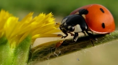 Зошто бубамара толку повика?